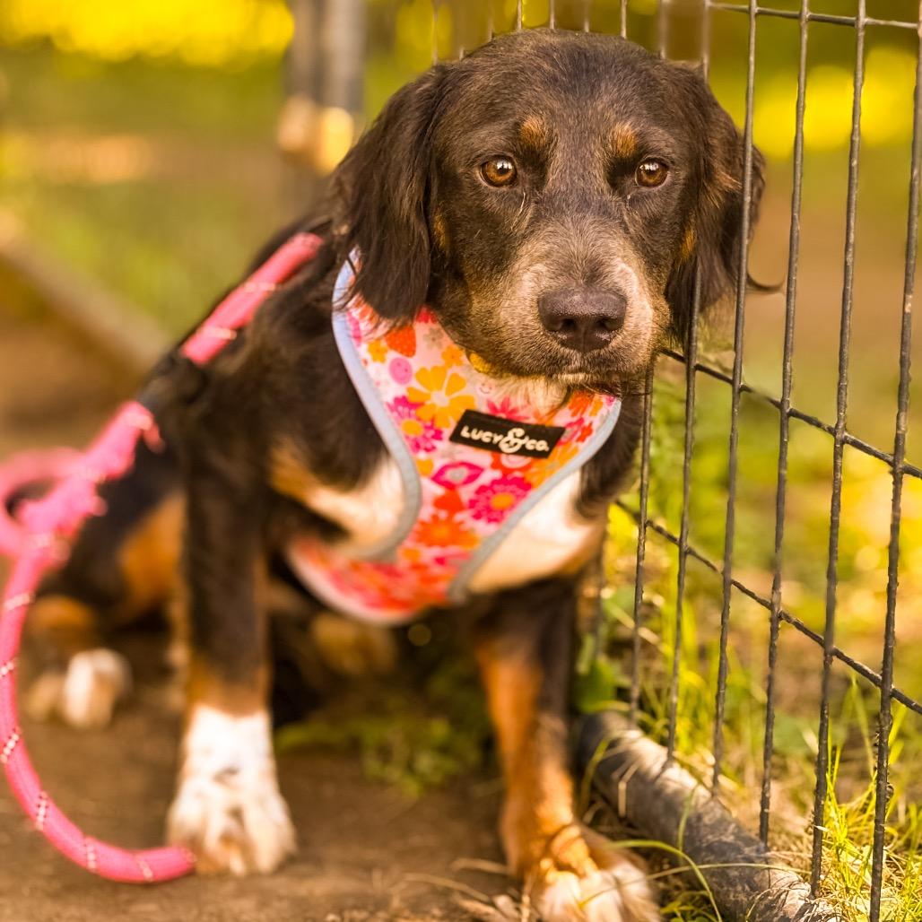Enlarge Cammie, a Adoptable mixed breed in Springboro, OH image 1/1