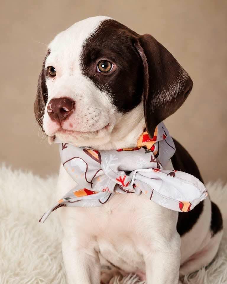 Dante, a ADOPTABLE mixed breed in Jacksonville, FL image 1/2