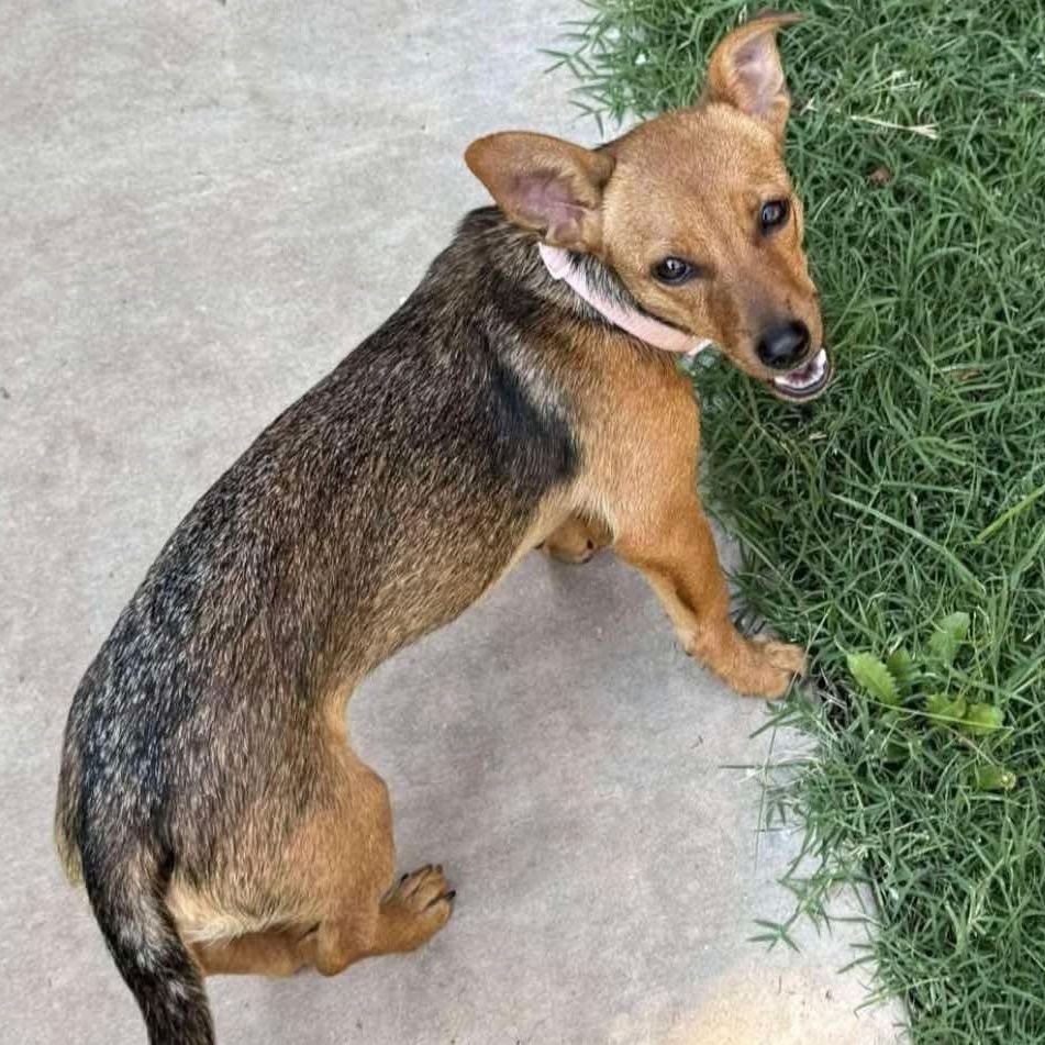 Coco, ADOPTABLE, Puppy Female Chihuahua & Terrier.