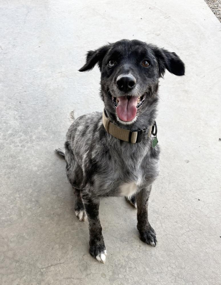 BEAR, Adoptable, Adult Male Australian Shepherd & Catahoula Leopard Dog.