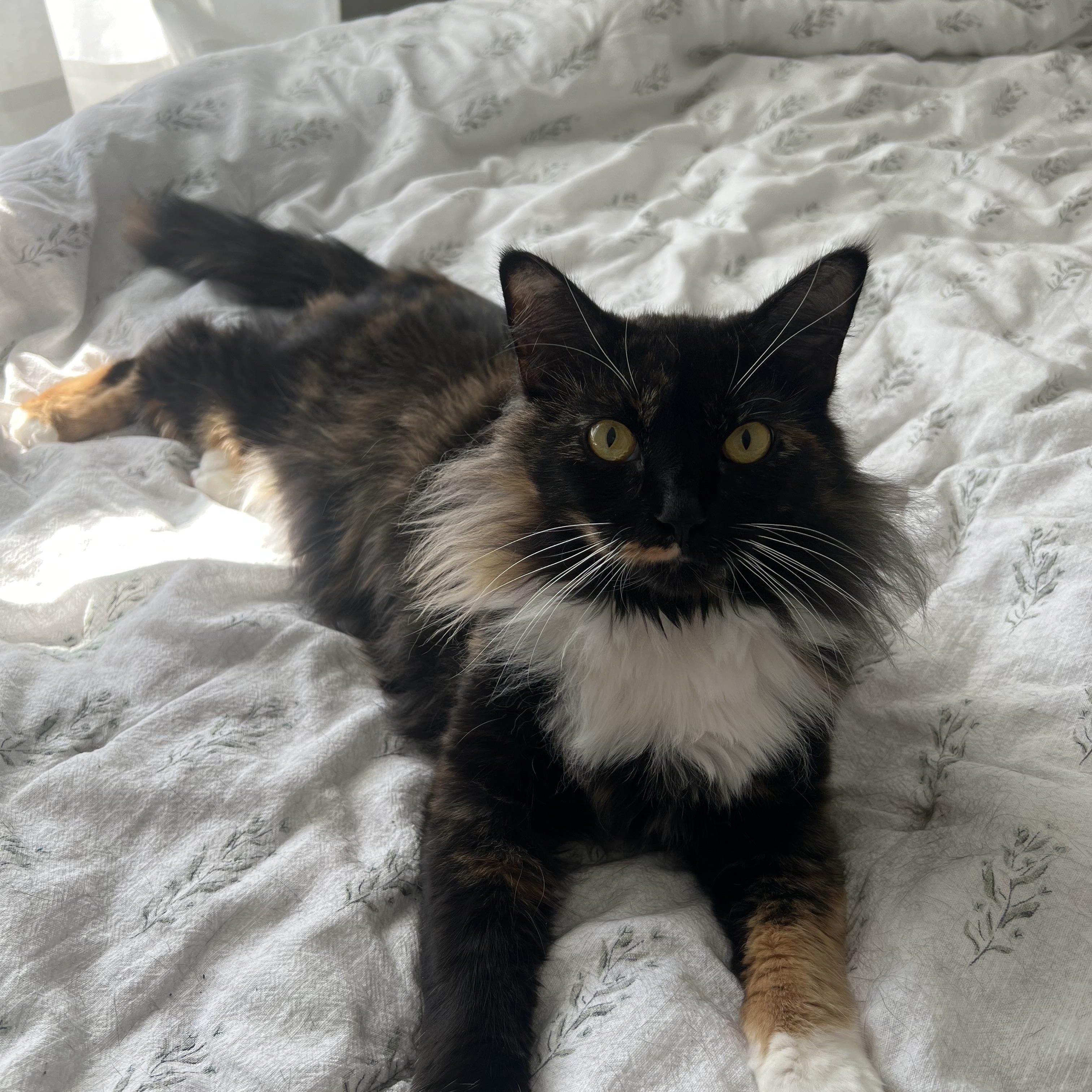 Samoa , adopted, Adult Female Domestic Long Hair & Calico.