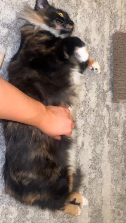 Enlarge Samoa , an adopted mixed breed in Jacksonville, FL video 2/3