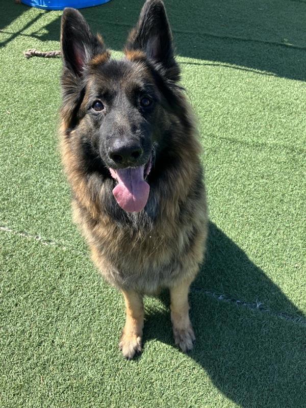 Enlarge Lily, a Adoptable mixed breed in Hollister, CA image 1/1