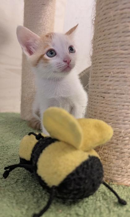 Enlarge Chickadee, a Adoptable Domestic Short Hair in Edmond, OK image 2/3