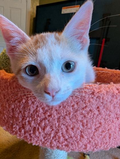 Enlarge Chickadee, a Adoptable Domestic Short Hair in Edmond, OK image 3/3