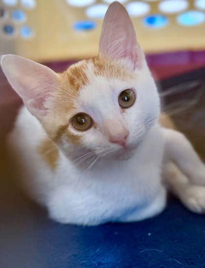 Chickadee, Adoptable, Kitten Female Domestic Short Hair.