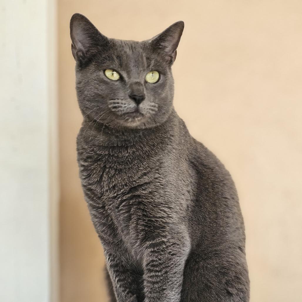 Mia, Adoptable, Adult Female Domestic Short Hair.
