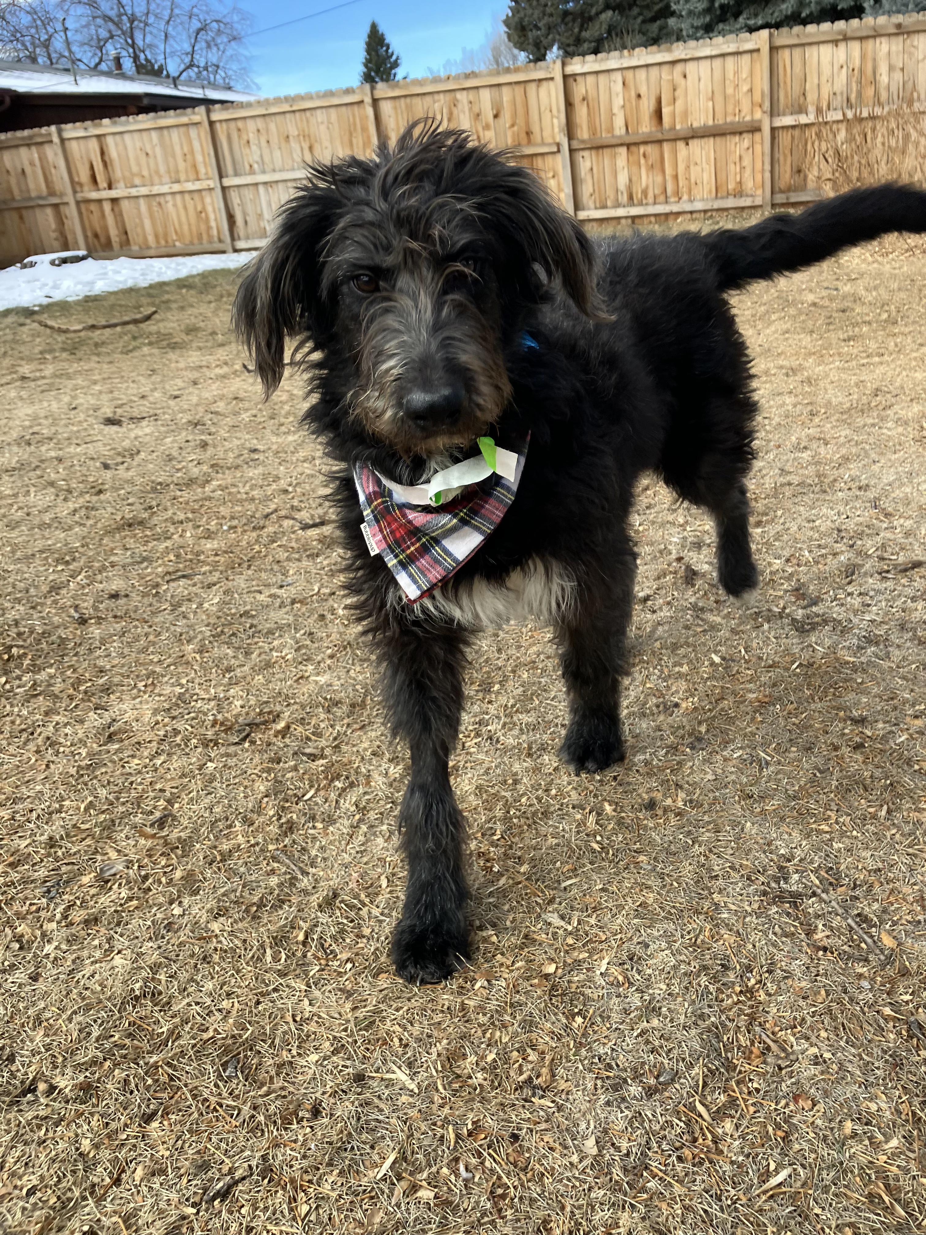 Enlarge Willow, a ADOPTABLE mixed breed in Fort Collins, CO image 3/4