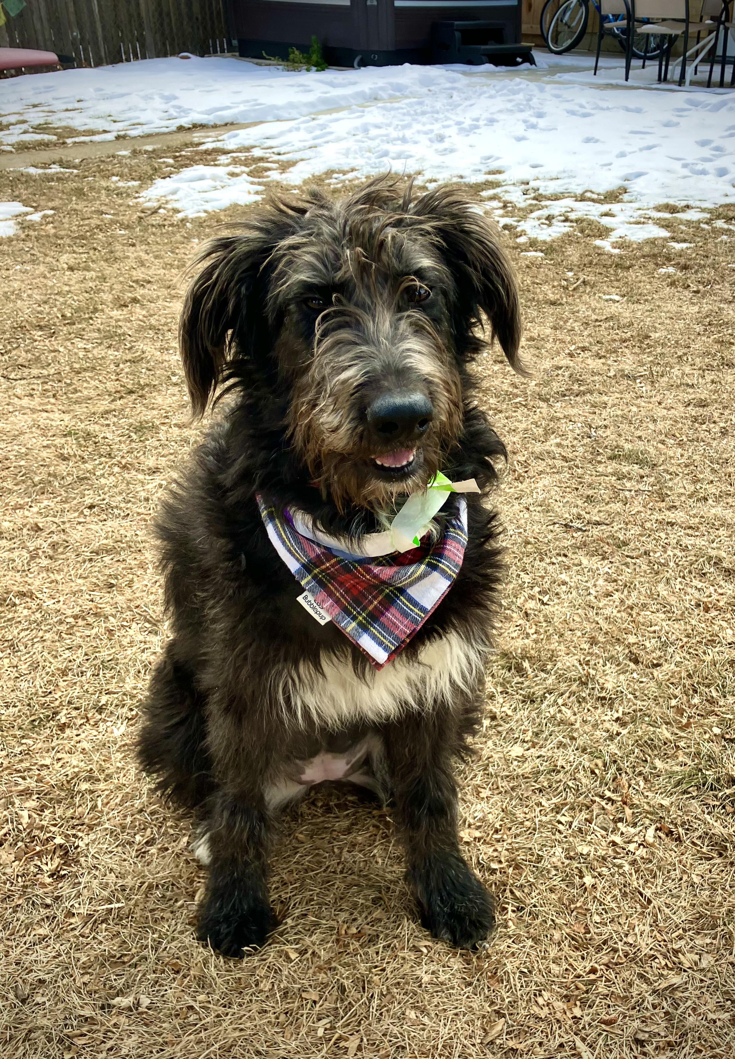 Enlarge Willow, a ADOPTABLE mixed breed in Fort Collins, CO image 2/4