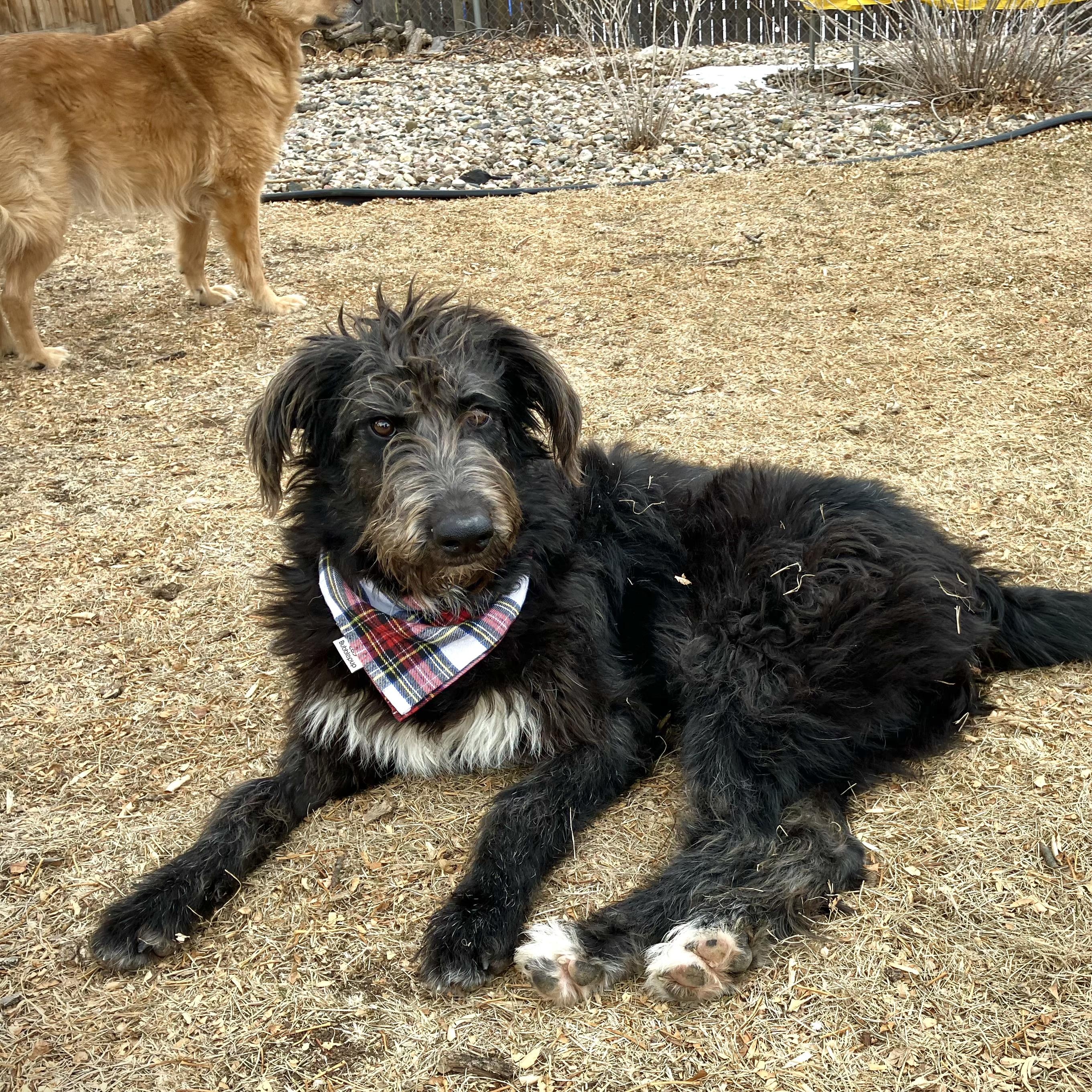 Willow, ADOPTABLE, Young Female Schnauzer & Poodle.