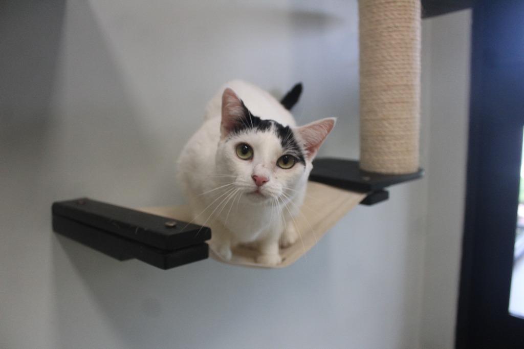 Enlarge Raindrop, a Adopted Domestic Short Hair in Chestertown, MD image 1/5
