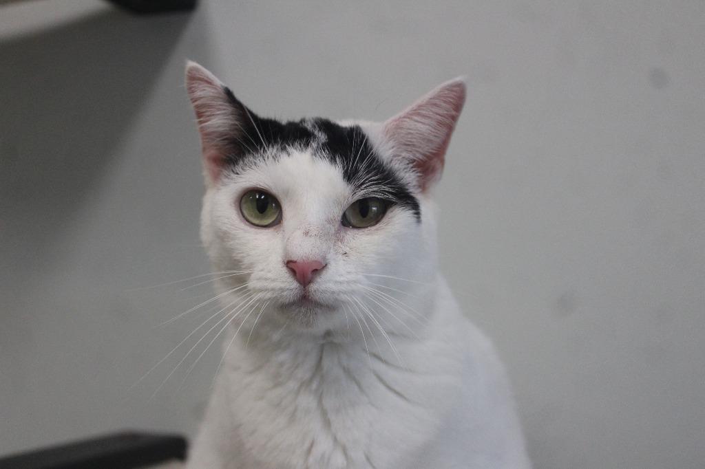 Enlarge Raindrop, a Adopted Domestic Short Hair in Chestertown, MD image 2/5