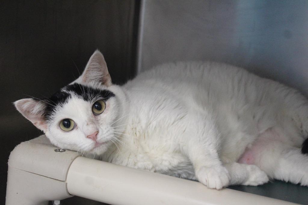 Enlarge Raindrop, a Adopted Domestic Short Hair in Chestertown, MD image 4/5