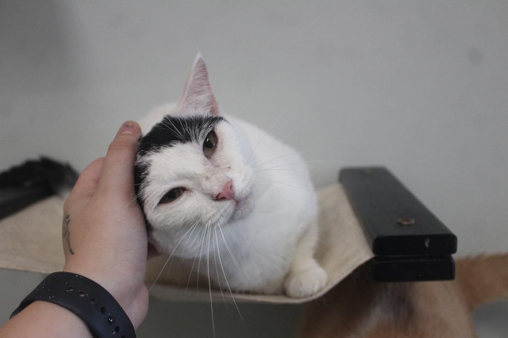 Enlarge Raindrop, a Adopted Domestic Short Hair in Chestertown, MD image 3/5