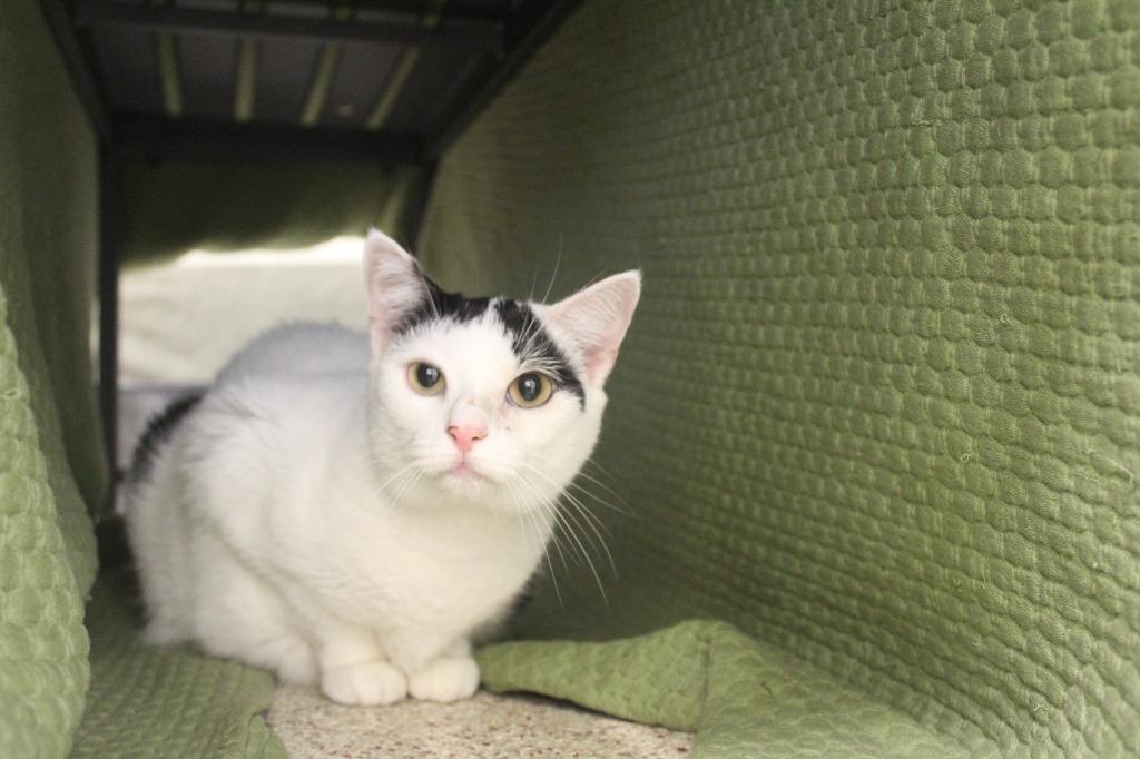 Enlarge Raindrop, a Adopted Domestic Short Hair in Chestertown, MD image 5/5