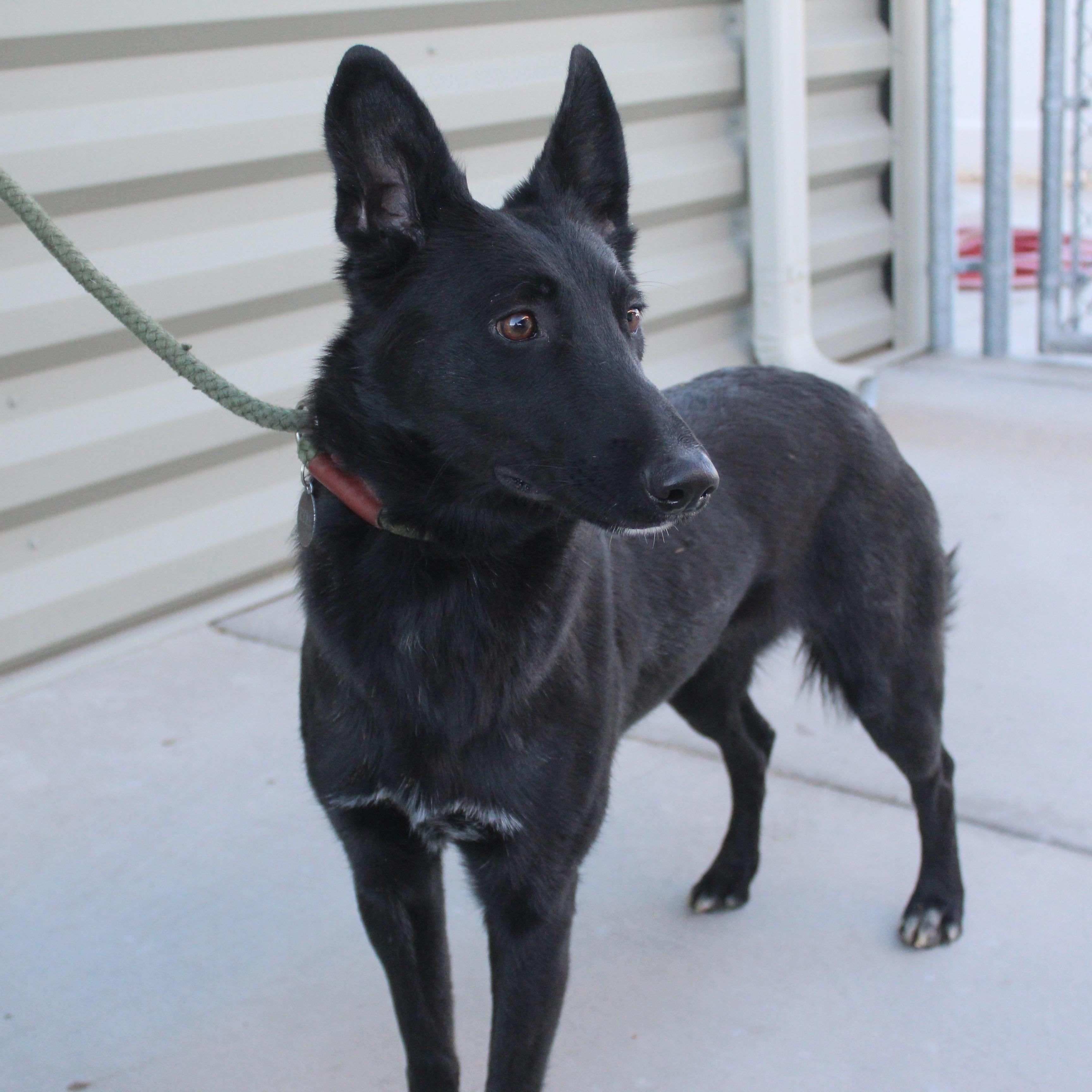 Roseyne, ADOPTABLE, Adult Female Shepherd & Whippet.