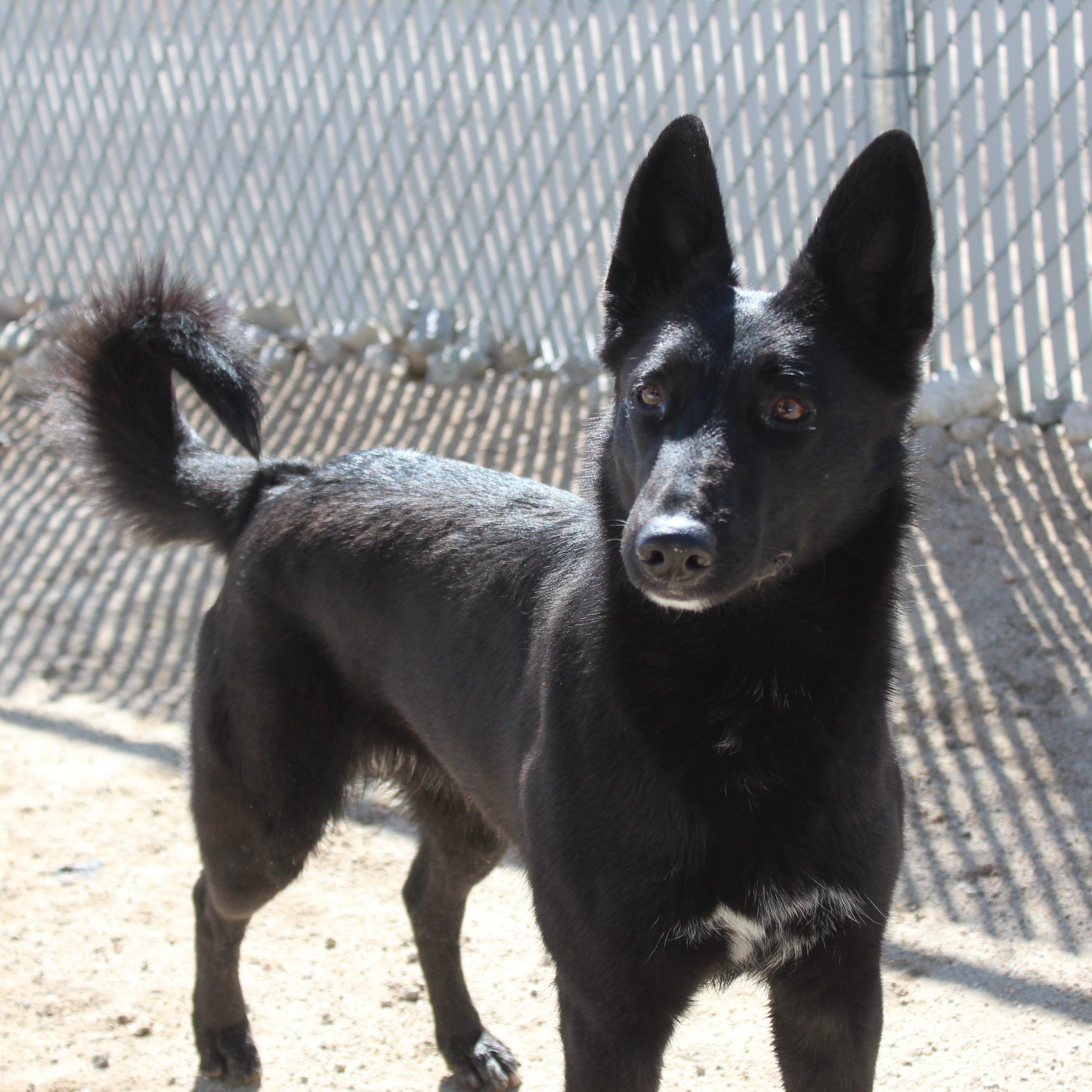 Enlarge Roseyne, a ADOPTABLE mixed breed in Yucca Valley, CA image 4/6