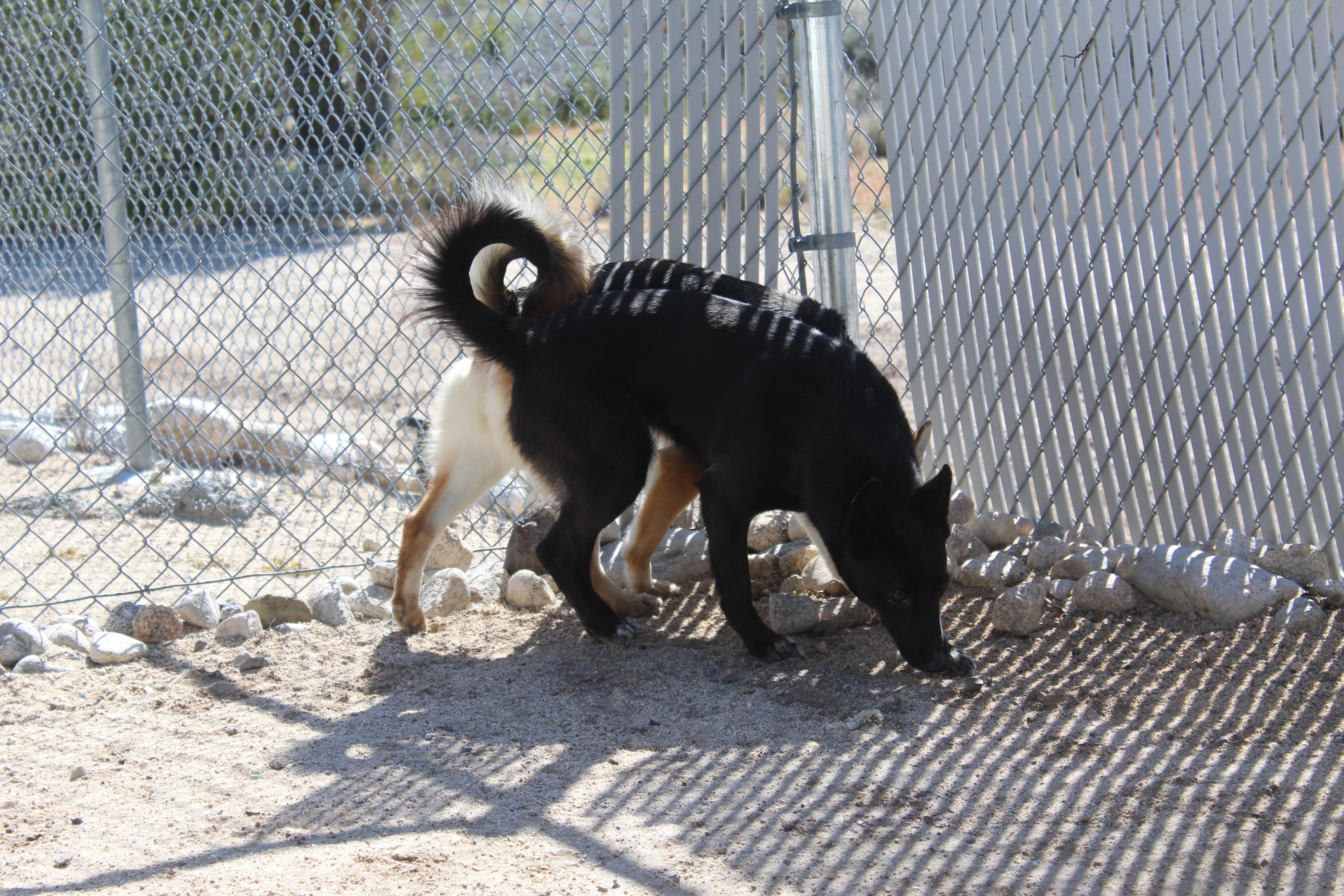 Enlarge Roseyne, a ADOPTABLE mixed breed in Yucca Valley, CA image 2/6