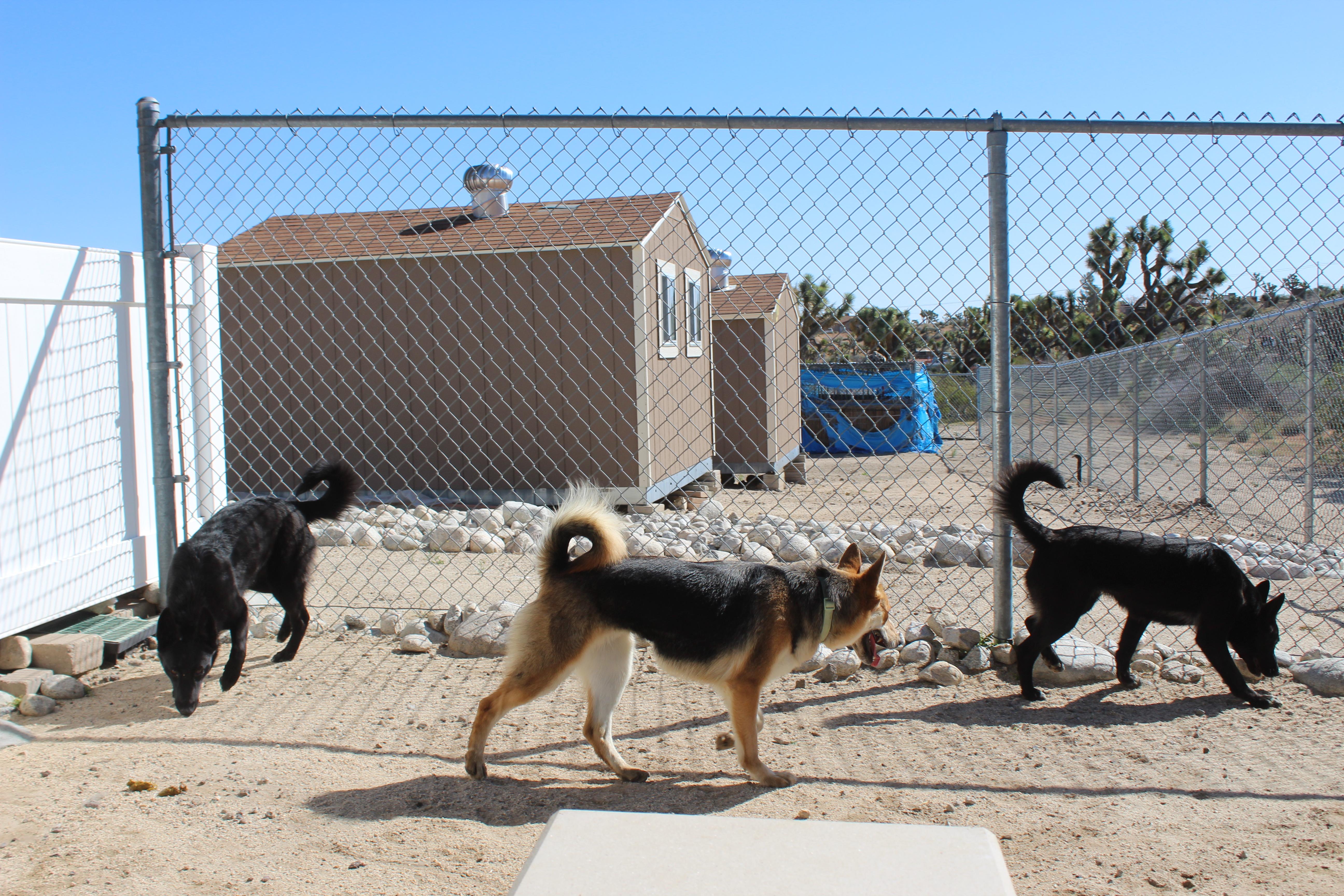 Enlarge Roseyne, a ADOPTABLE mixed breed in Yucca Valley, CA image 6/6