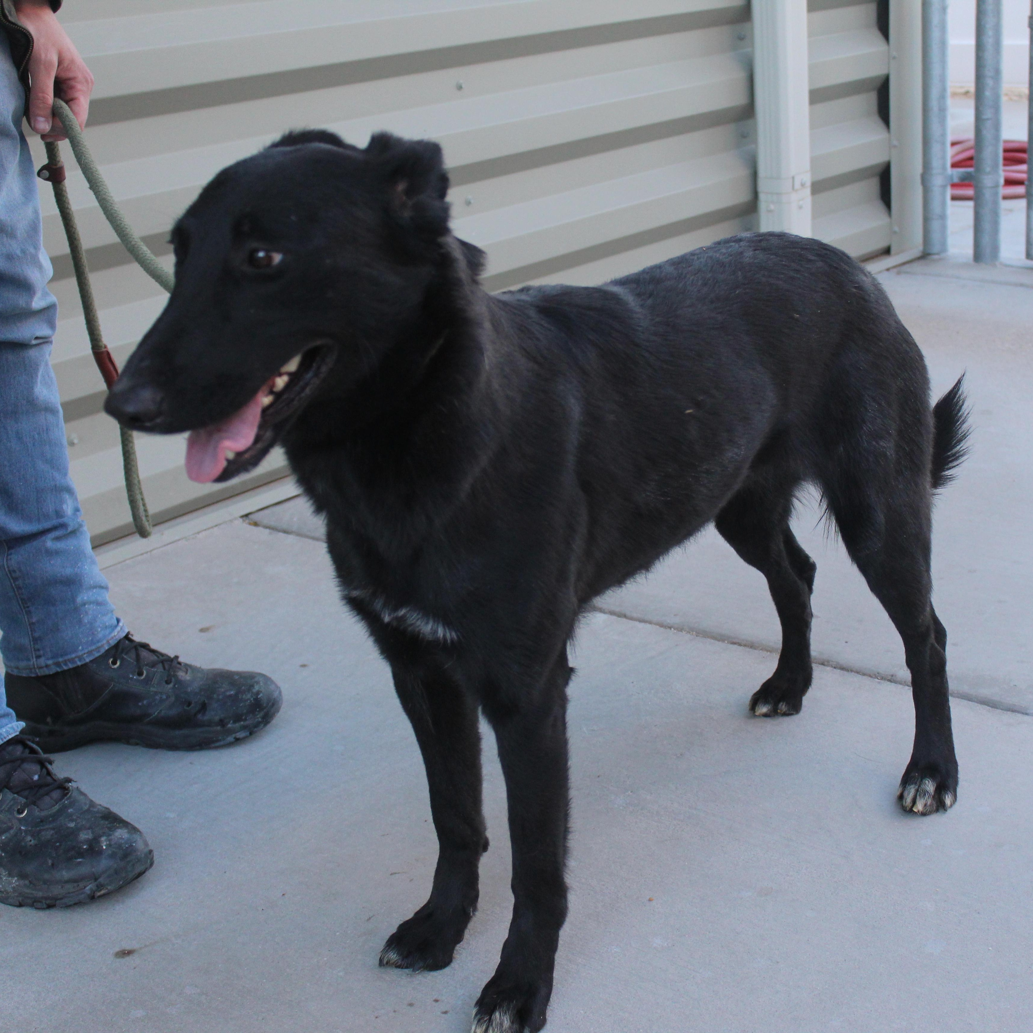 Roseyne, a ADOPTABLE mixed breed in Yucca Valley, CA image 2/2