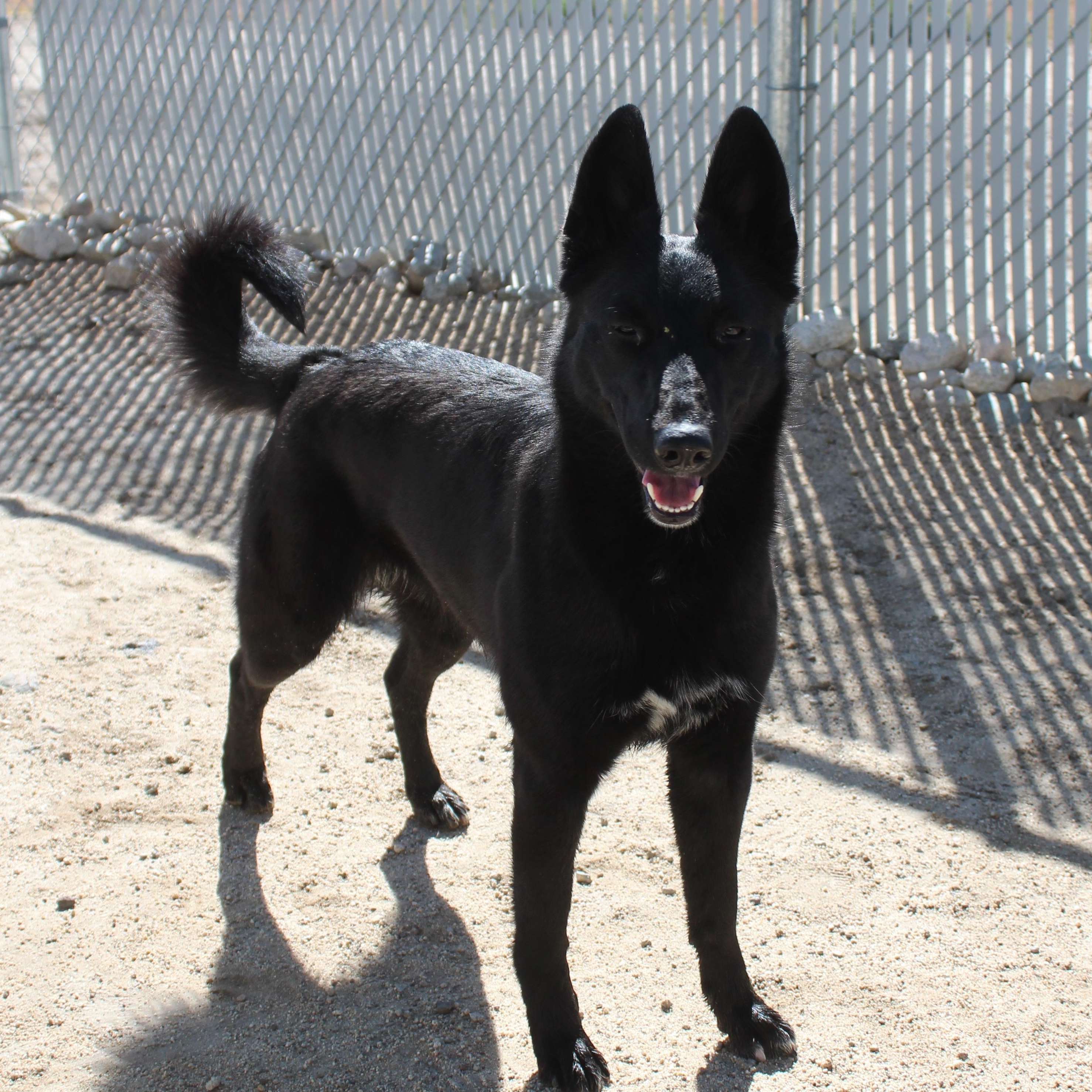 Enlarge Roseyne, a ADOPTABLE mixed breed in Yucca Valley, CA image 1/6