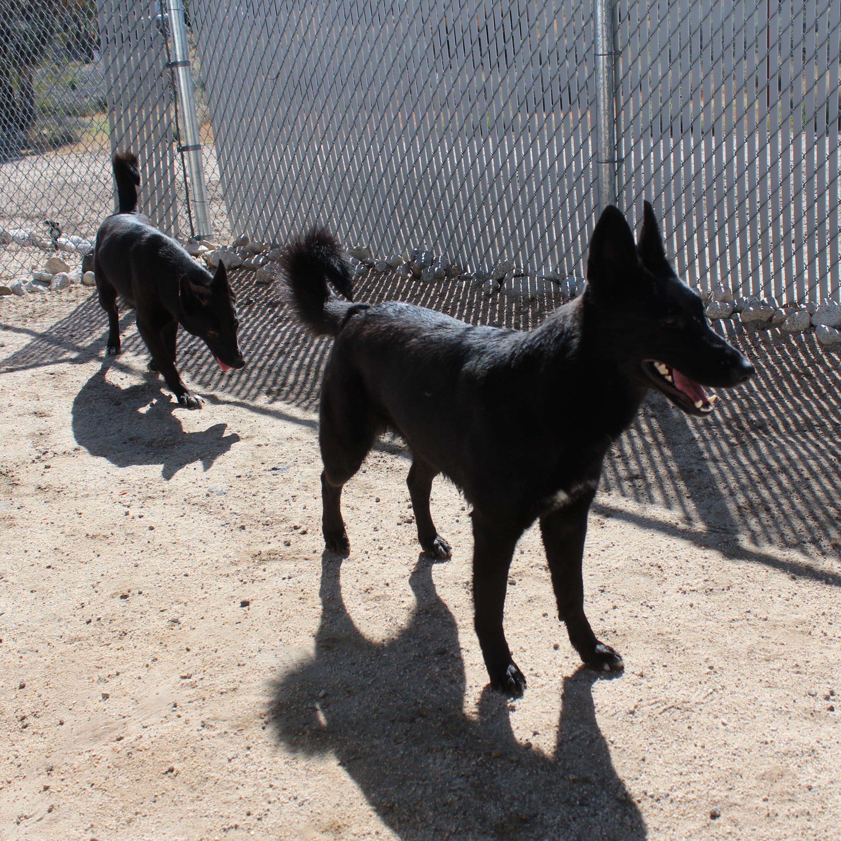 Enlarge Roseyne, a ADOPTABLE mixed breed in Yucca Valley, CA image 5/6