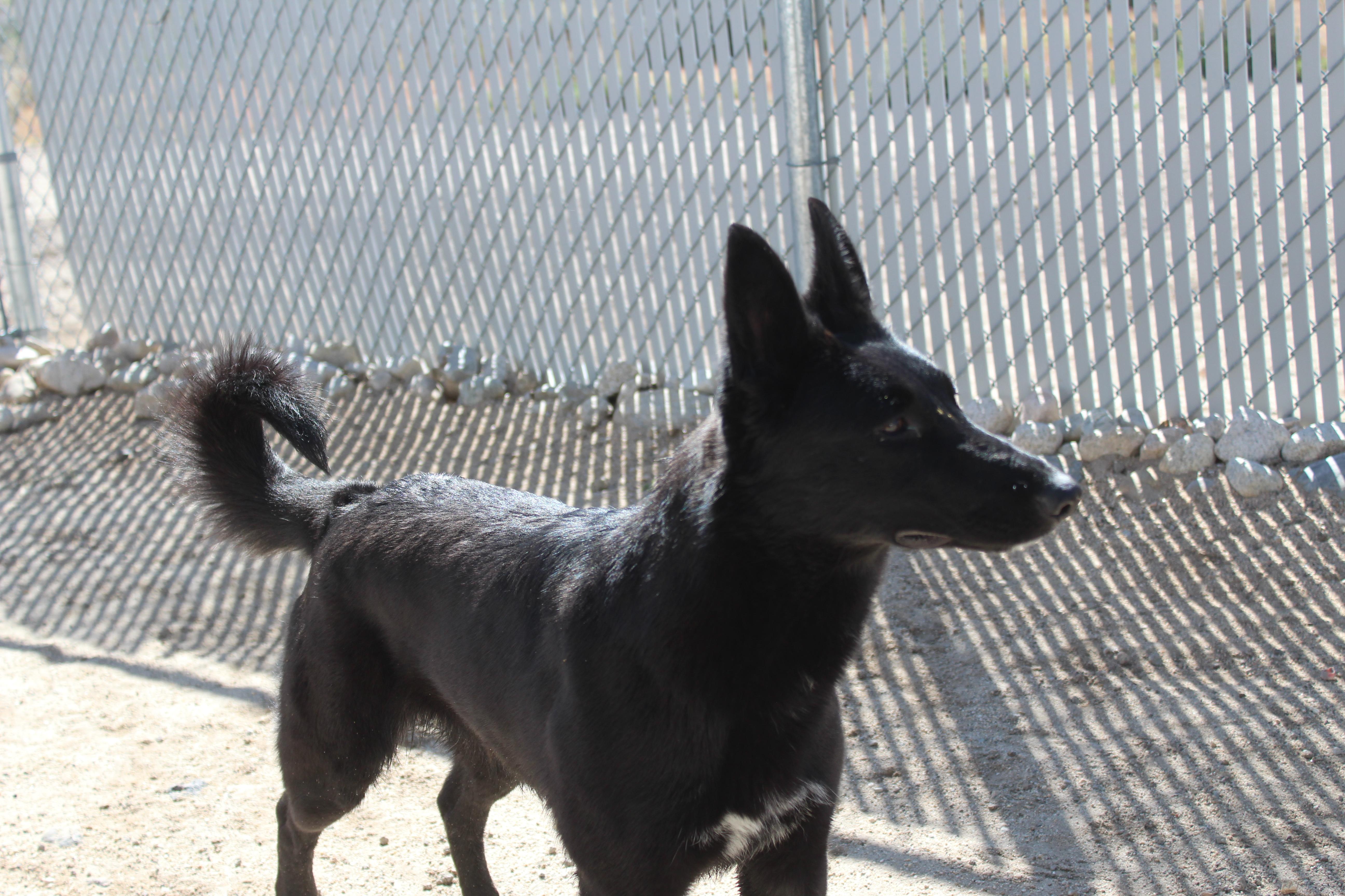 Enlarge Roseyne, a ADOPTABLE mixed breed in Yucca Valley, CA image 3/6