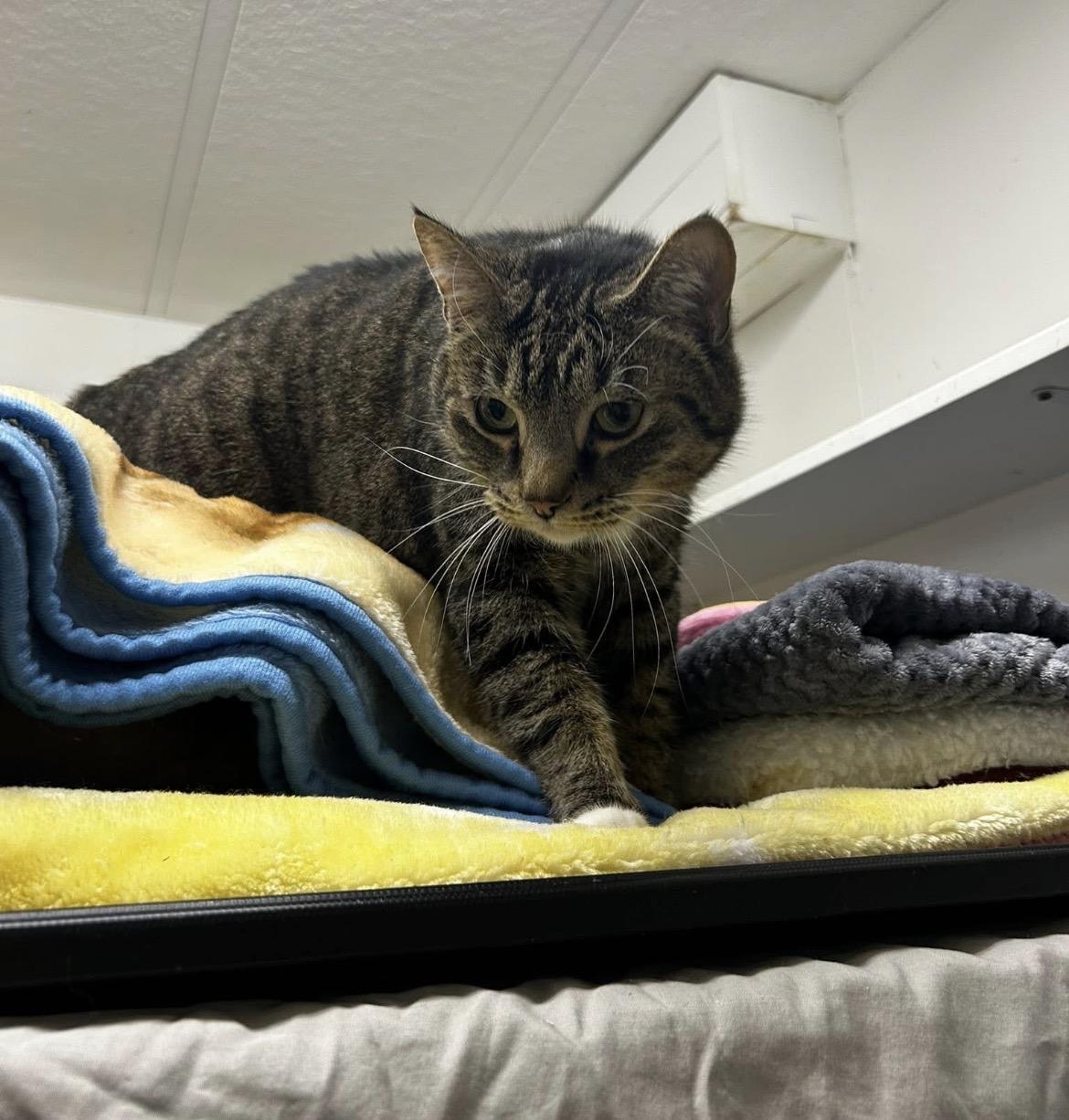 The Bunny, an adopted Domestic Short Hair in Maple Ridge, BC image 3/3