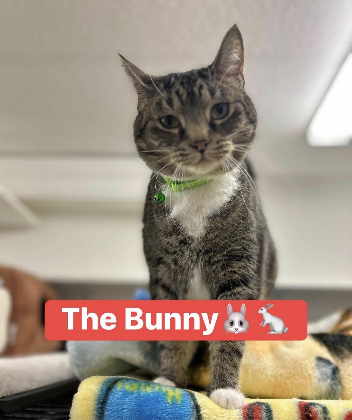 The Bunny, adopted, Adult Male Domestic Short Hair.