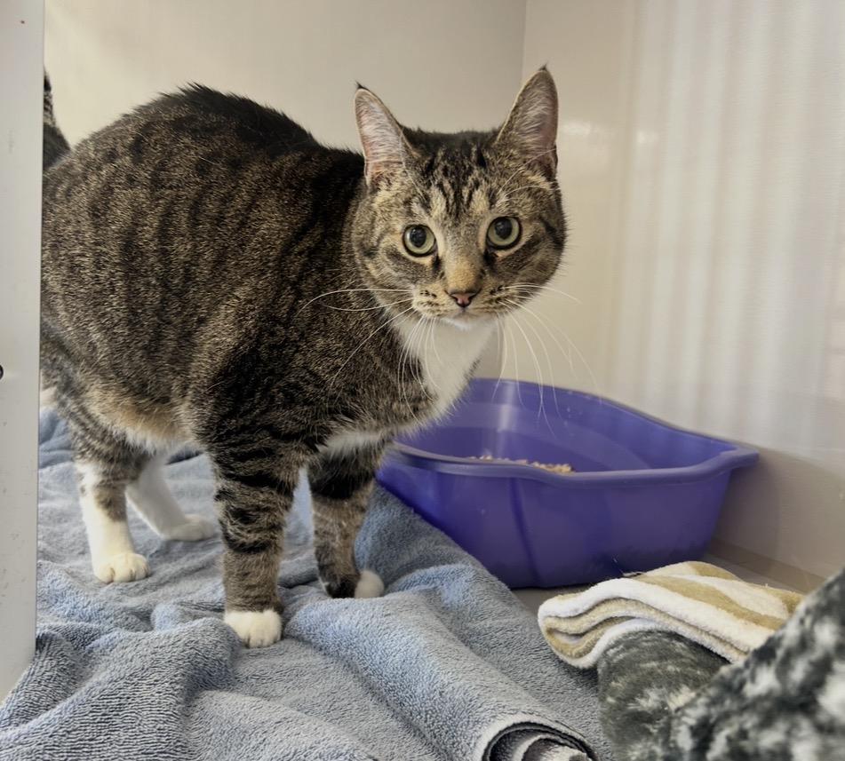 The Bunny, an adopted Domestic Short Hair in Maple Ridge, BC image 2/3