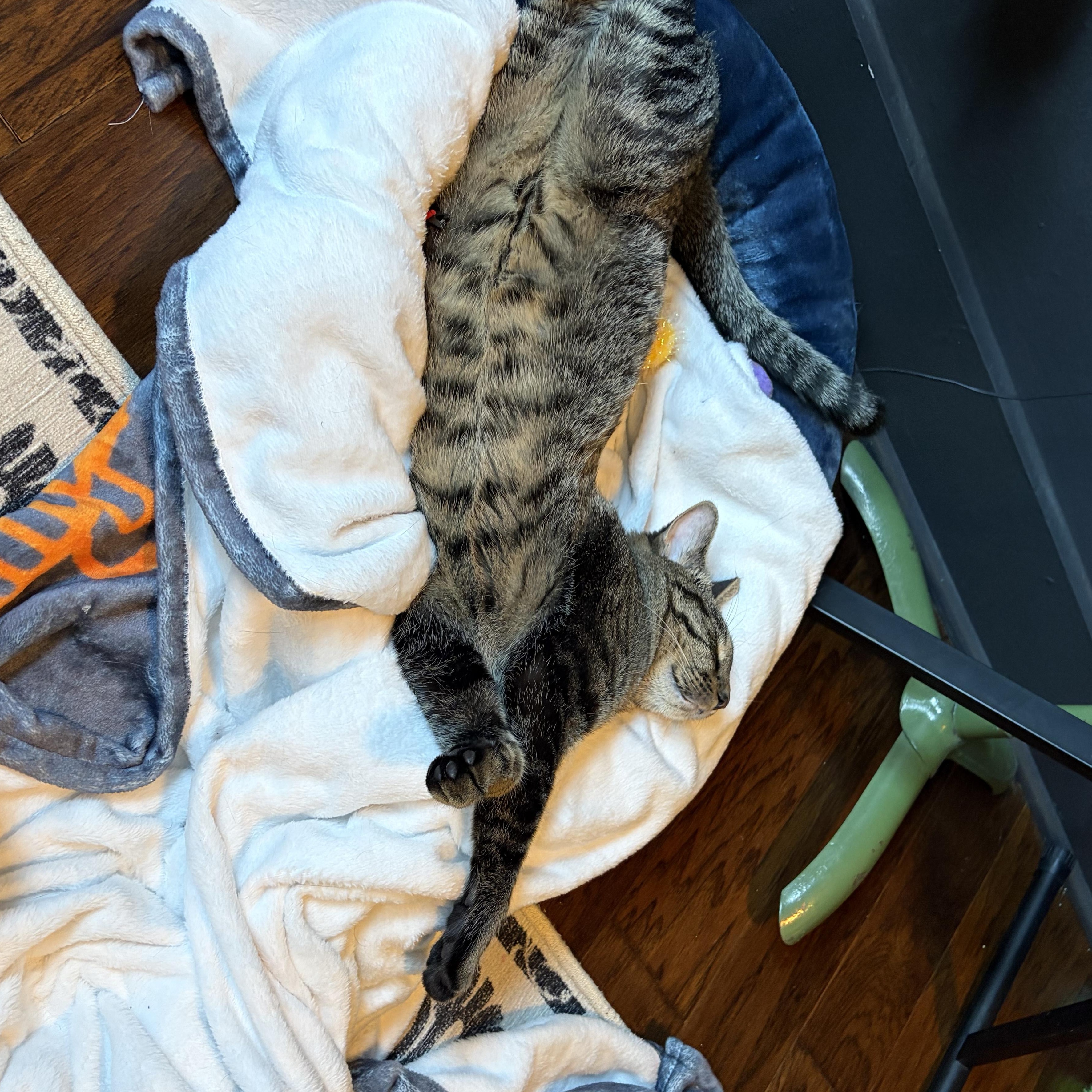 Milo, ADOPTABLE, Young Male Domestic Short Hair.