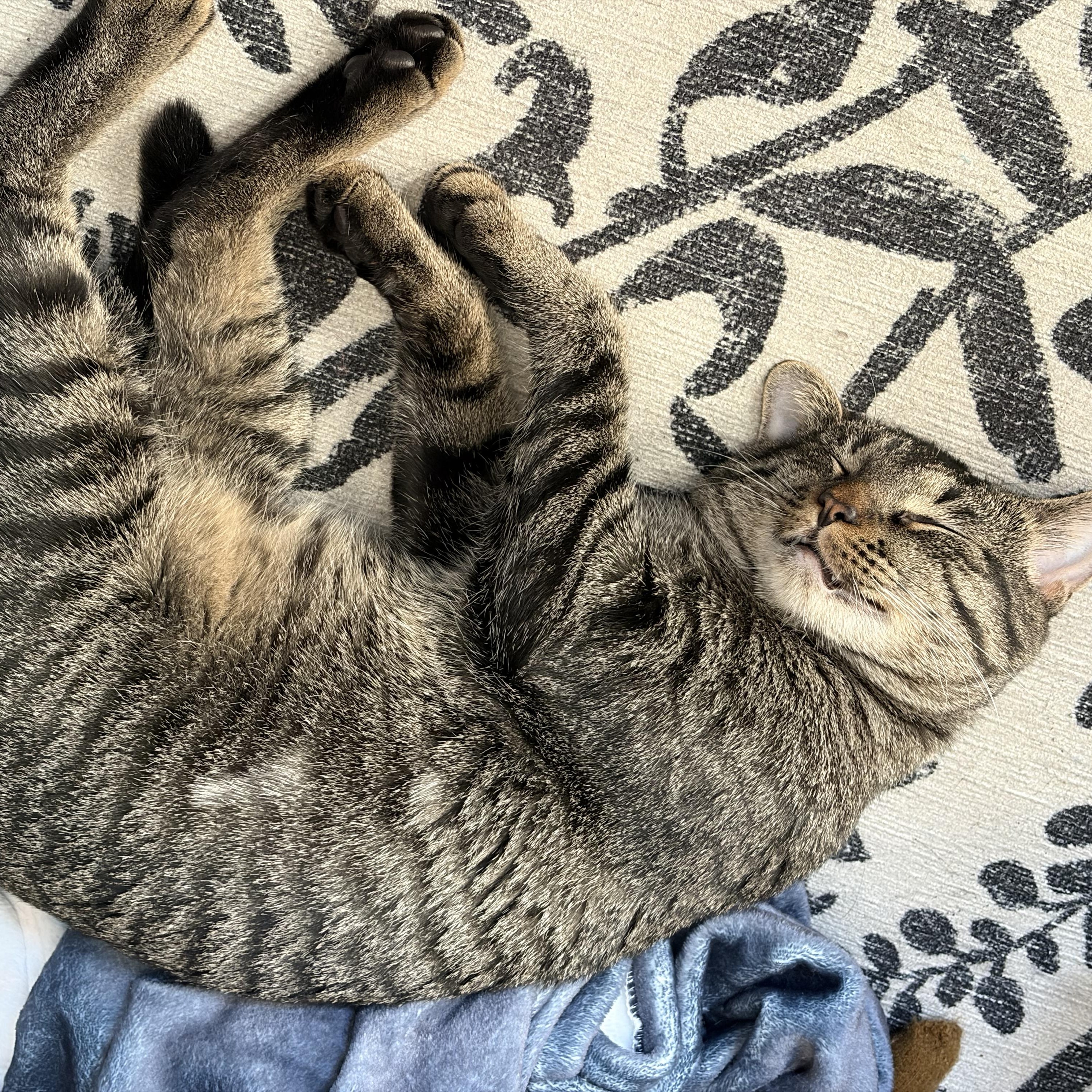 Enlarge Milo, a ADOPTABLE mixed breed in Chicago, IL image 2/4