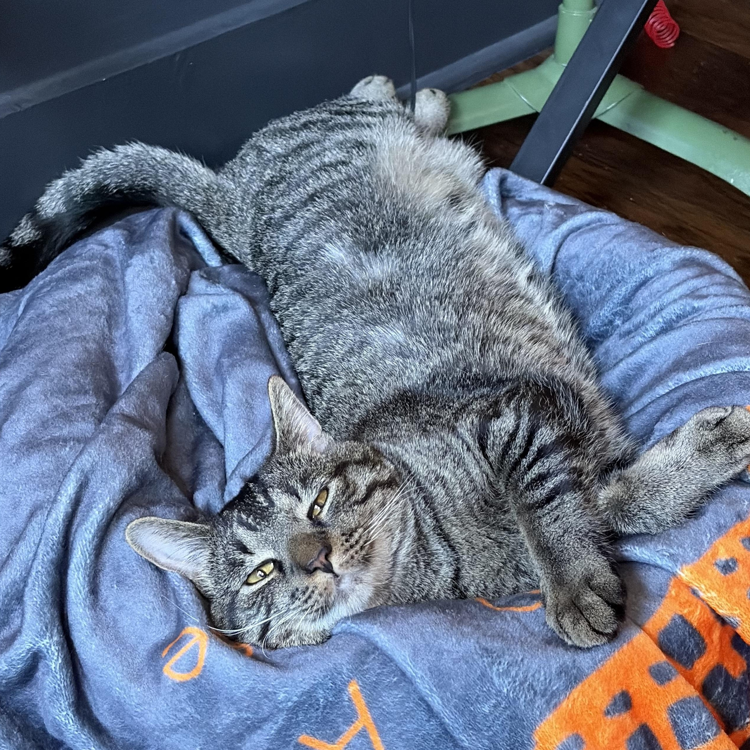 Enlarge Milo, a ADOPTABLE mixed breed in Chicago, IL image 3/4