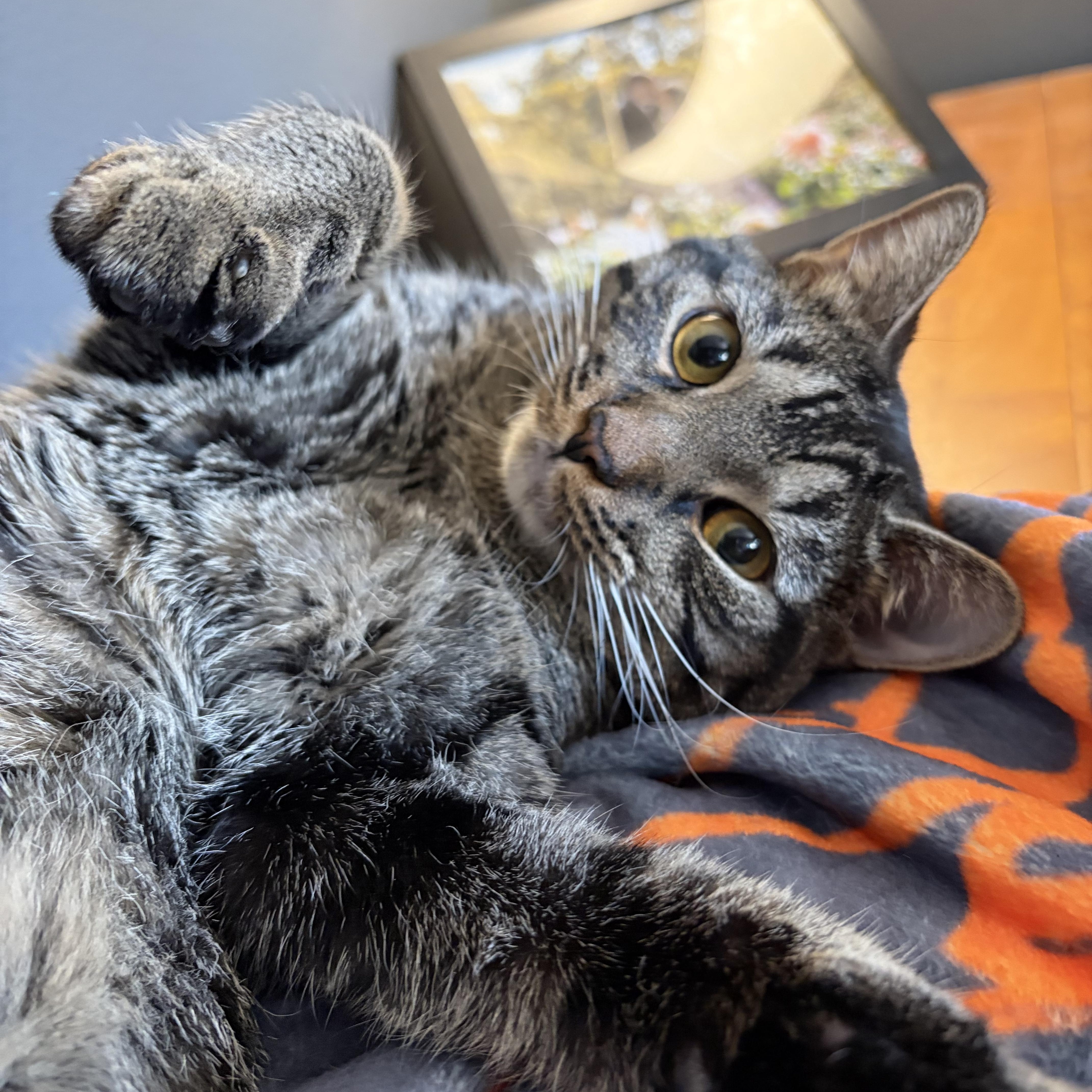 Enlarge Milo, a ADOPTABLE mixed breed in Chicago, IL image 4/4