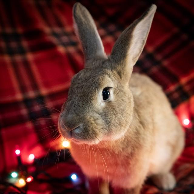 JUNIPER, Adoptable, Young Female Bunny Rabbit.