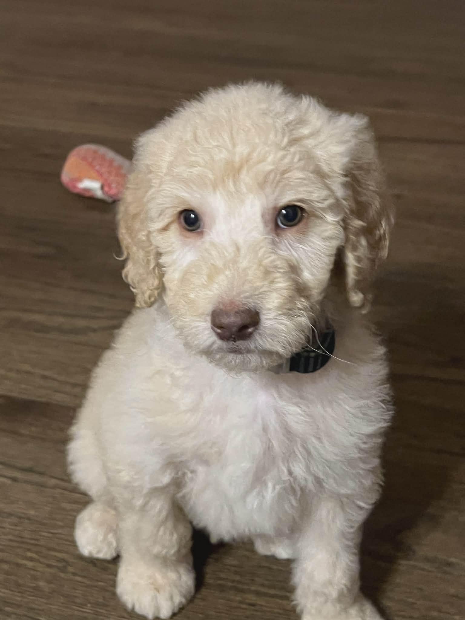 Levi, Adoptable, Puppy Male Golden Retriever & Standard Poodle.