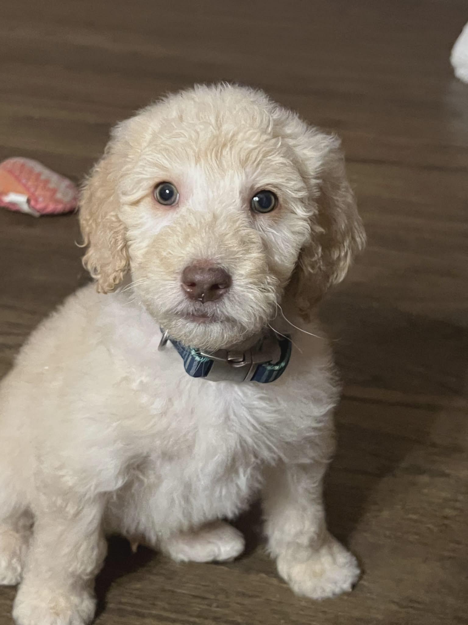 Enlarge Levi, a Adoptable mixed breed in Croydon, NH image 2/3