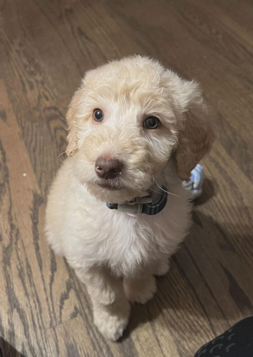 Enlarge Levi, a Adoptable mixed breed in Croydon, NH image 3/3