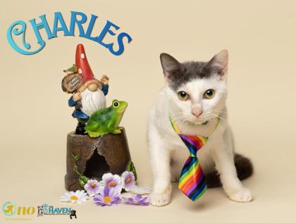 Charles, Adoptable, Kitten Male Domestic Short Hair & Domestic Short Hair.