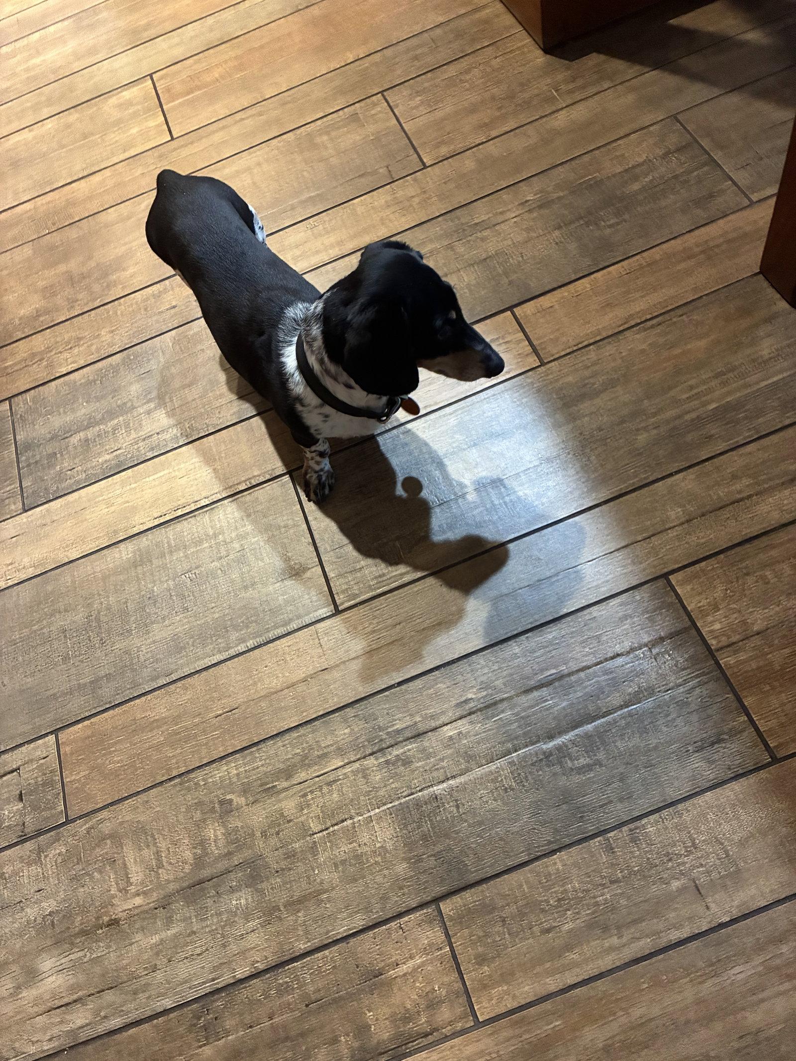 Jabba, Adoptable, Senior Male Dachshund.