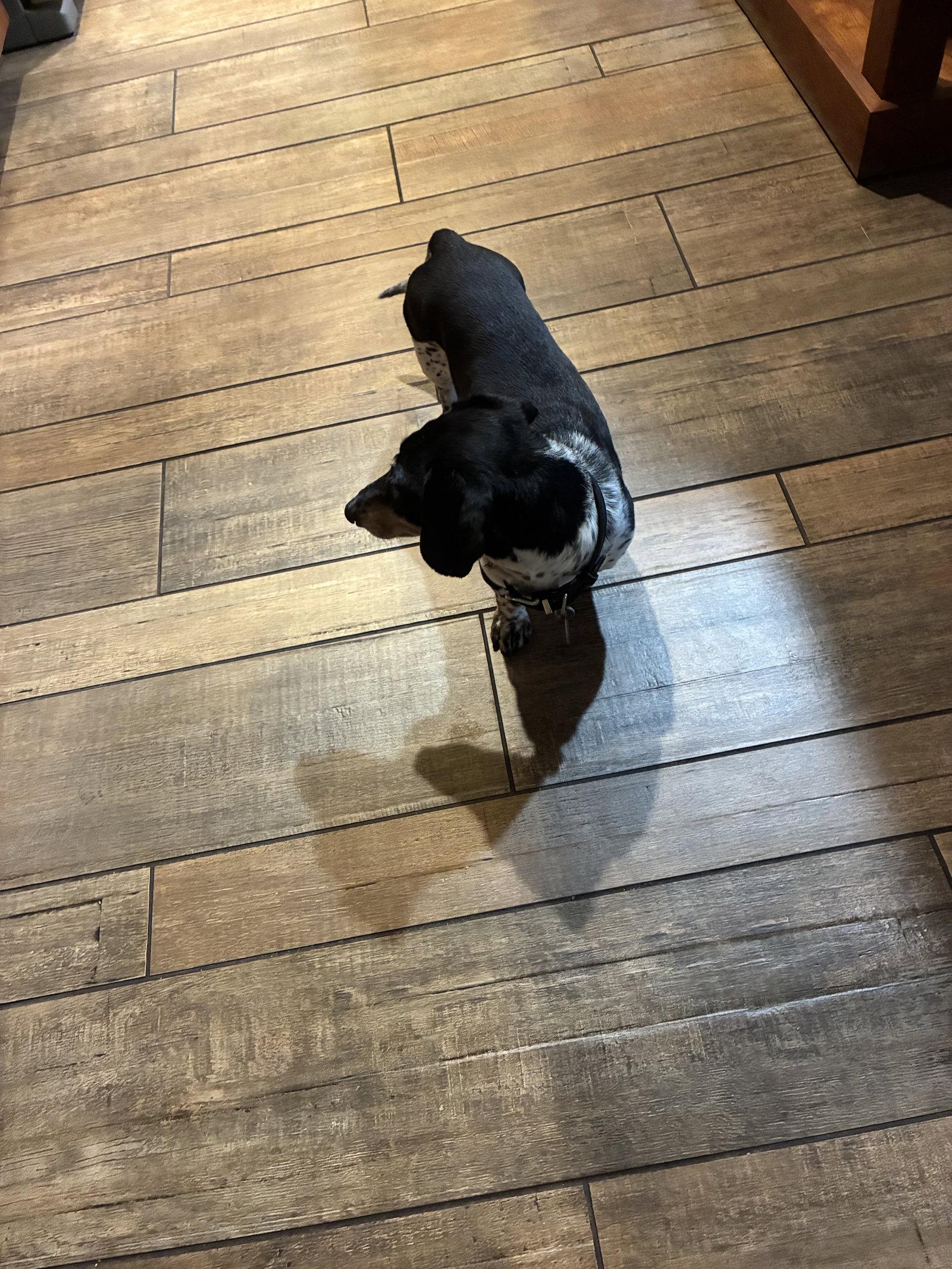 Enlarge Jabba, a Adoptable Dachshund in Austin, TX image 2/3