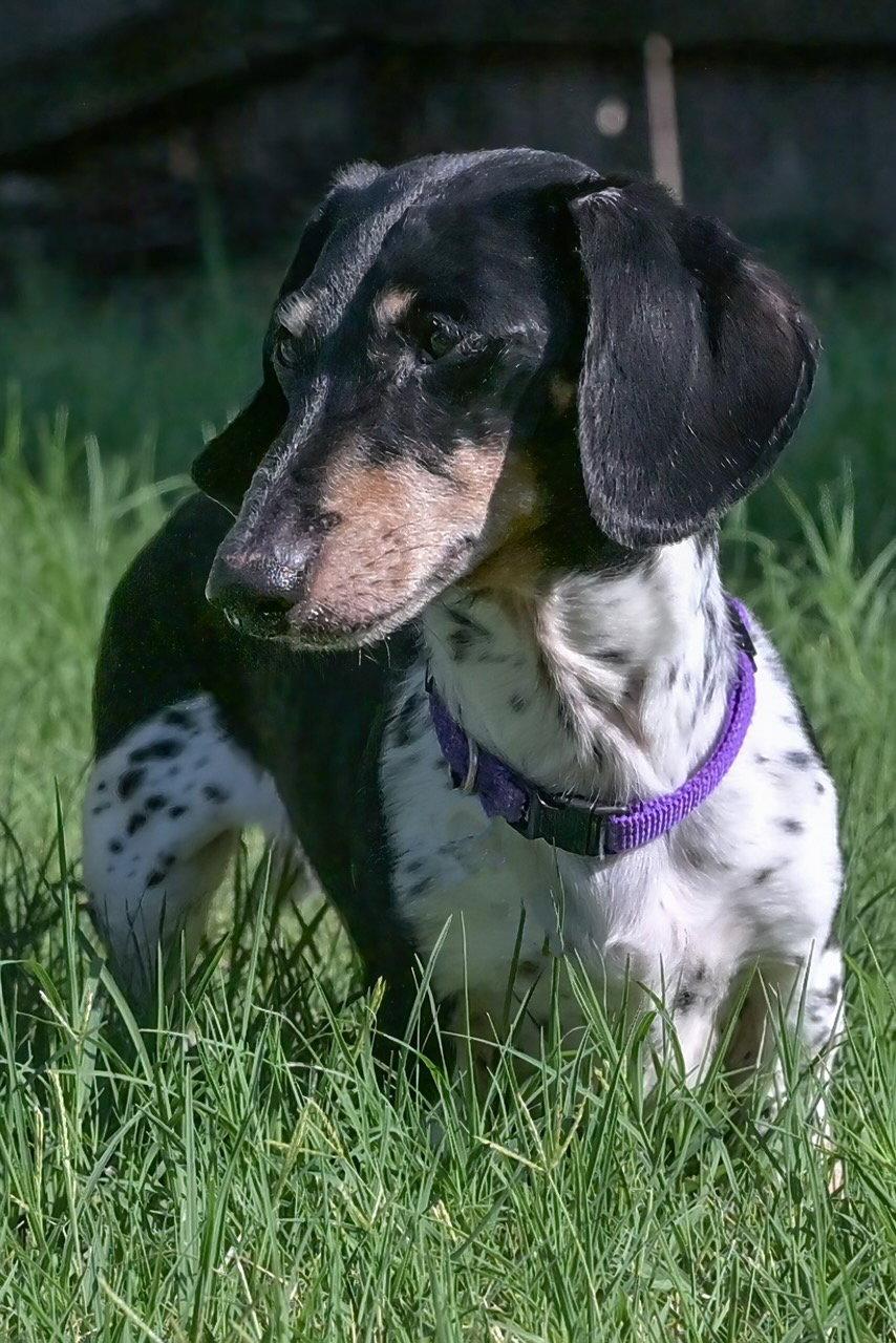 Enlarge Jabba, a Adoptable Dachshund in Austin, TX image 3/3