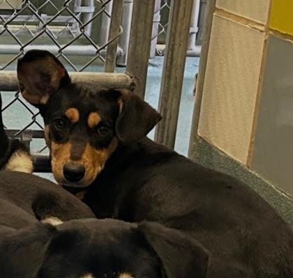 Marigold, Adoptable, Young Female Australian Kelpie.