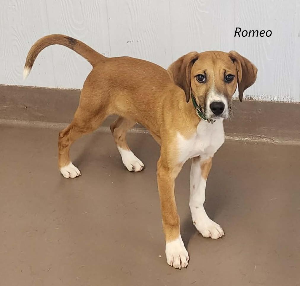 Romeo, a ADOPTABLE mixed breed in Prince Frederick, MD image 2/2