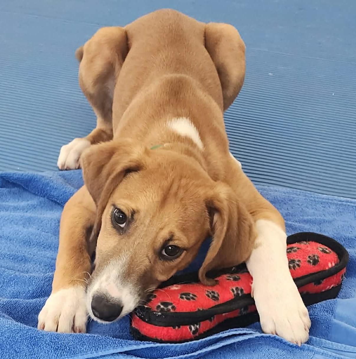 Romeo, a ADOPTABLE mixed breed in Prince Frederick, MD image 1/2