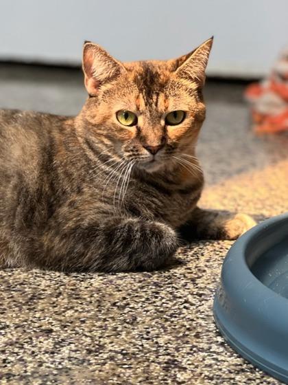 Cheyenne, Adoptable, Adult Female Domestic Short Hair & Domestic Short Hair.
