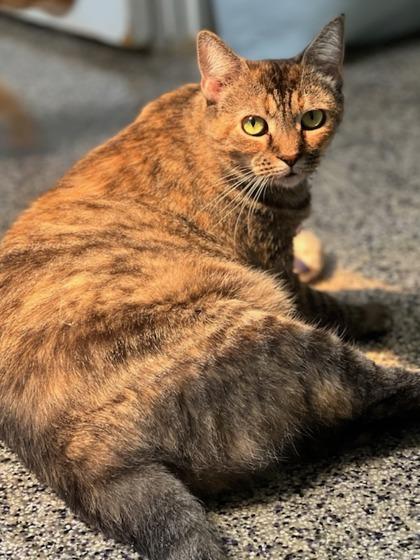 Cheyenne, Adoptable, Adult Female Domestic Short Hair & Domestic Short Hair.