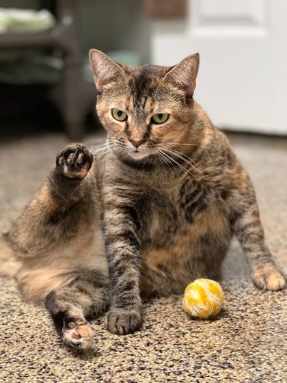 Cheyenne, a Adoptable Domestic Short Hair in New Freedom, PA image 2/3