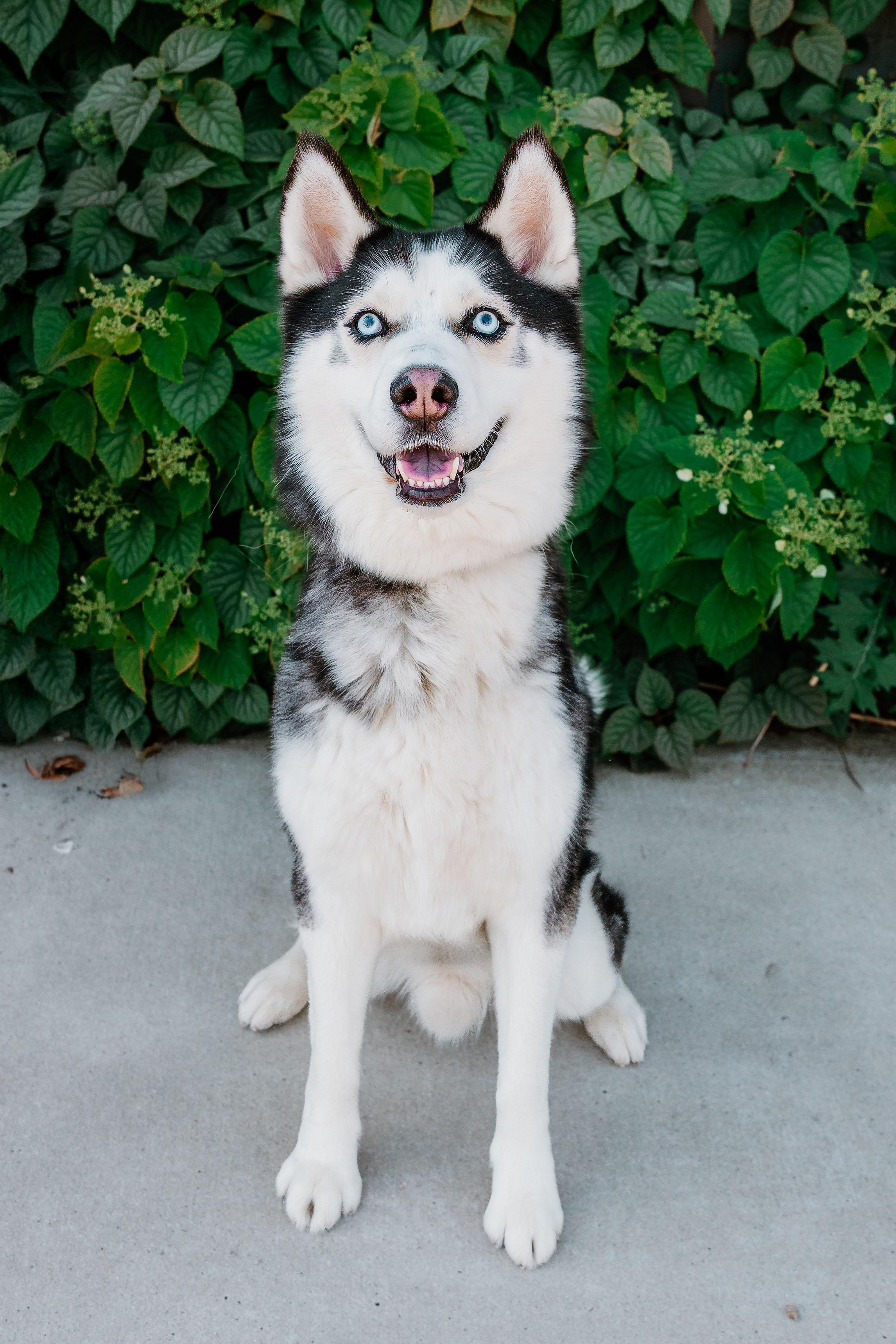 Enlarge Shiloh, an adoptable mixed breed in Waxhaw, NC image 2/6