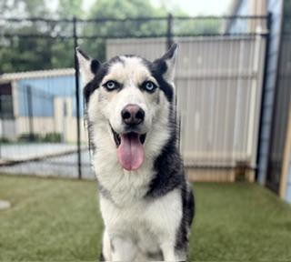 Shiloh, an adoptable mixed breed in Waxhaw, NC image 6/6